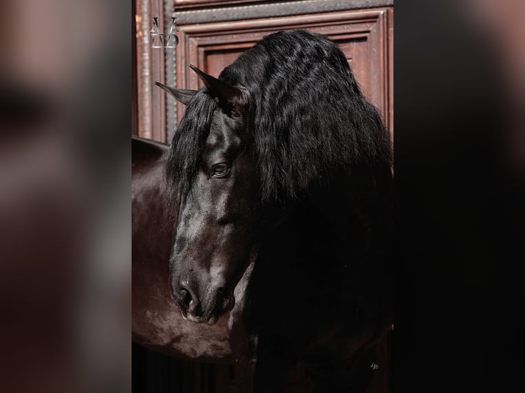 PRE Stallion Foal (04/2024) 16,1 hh Chestnut-Red in Valorbiquet
