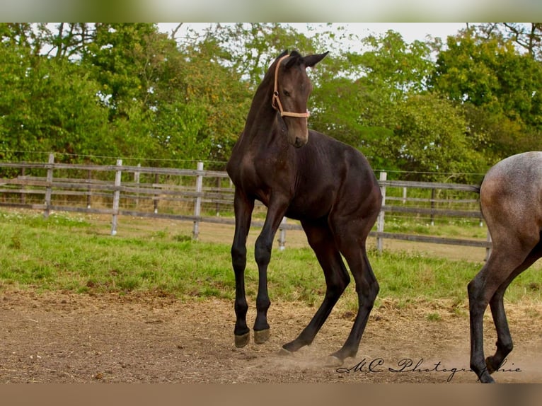 PRE Stallion Foal (03/2025) 16,1 hh Grey-Dark-Tan in Polenz