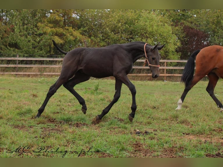 PRE Stallion Foal (03/2025) 16,1 hh Grey-Dark-Tan in Polenz