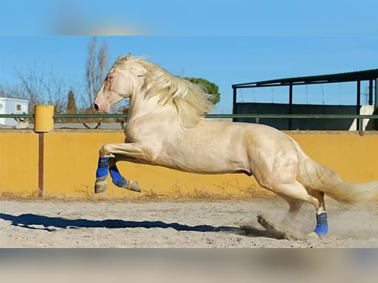 PRE Stallion Foal (01/2024) 16,1 hh Palomino in Trebbin