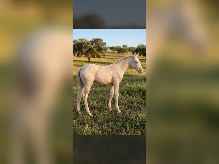 PRE Stallion Foal (04/2026) 16.1 hh Perlino in Pradochano
