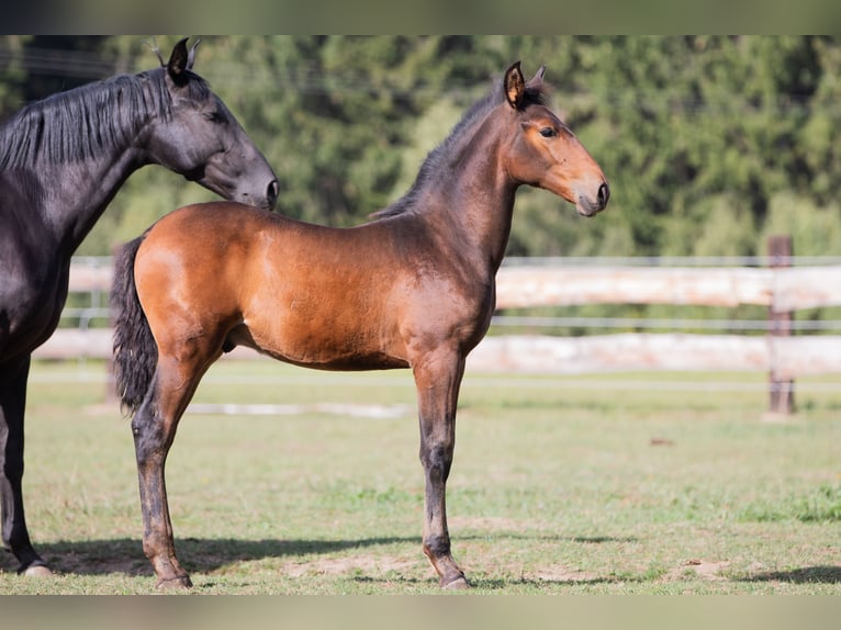 PRE Stallion Foal (05/2026) 16.2 hh Black in Nová Bystřice