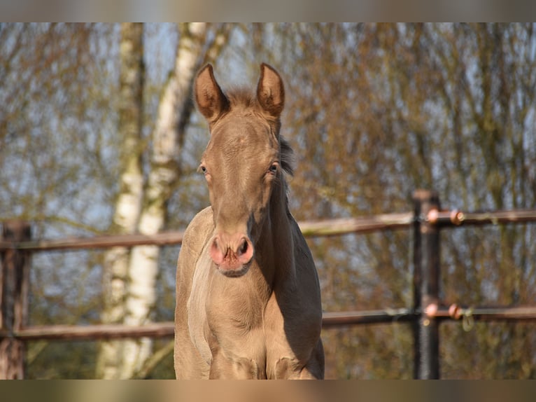 PRE Stallion Foal (03/2026) 16.2 hh Pearl in Dochamps