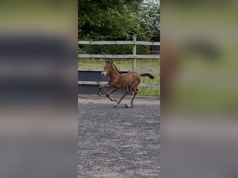 PRE Stallion  16 hh Bay in Somerset