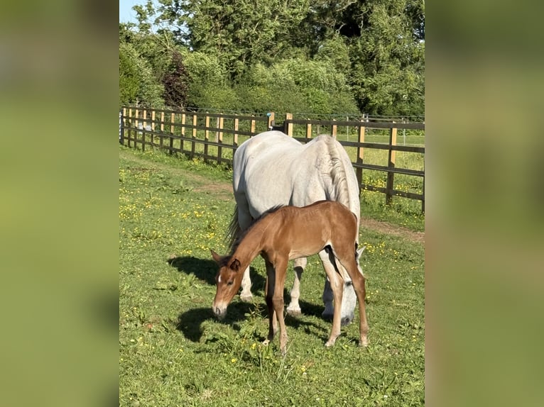 PRE Stallion  16 hh Bay in Somerset