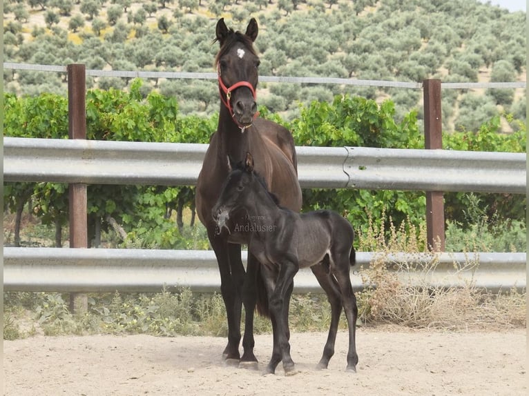 PRE Stallion  16 hh Black in Provinz Cordoba