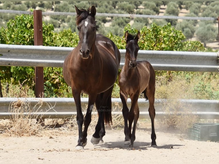 PRE Stallion Foal (06/2025) 16 hh Black in Provinz Cordoba