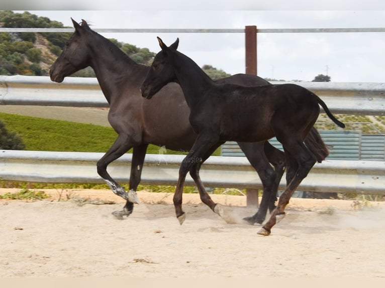 PRE Stallion Foal (06/2025) 16 hh Black in Provinz Cordoba