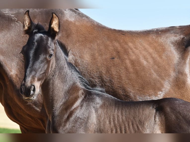 PRE Stallion Foal (06/2025) 16 hh Black in Provinz Cordoba