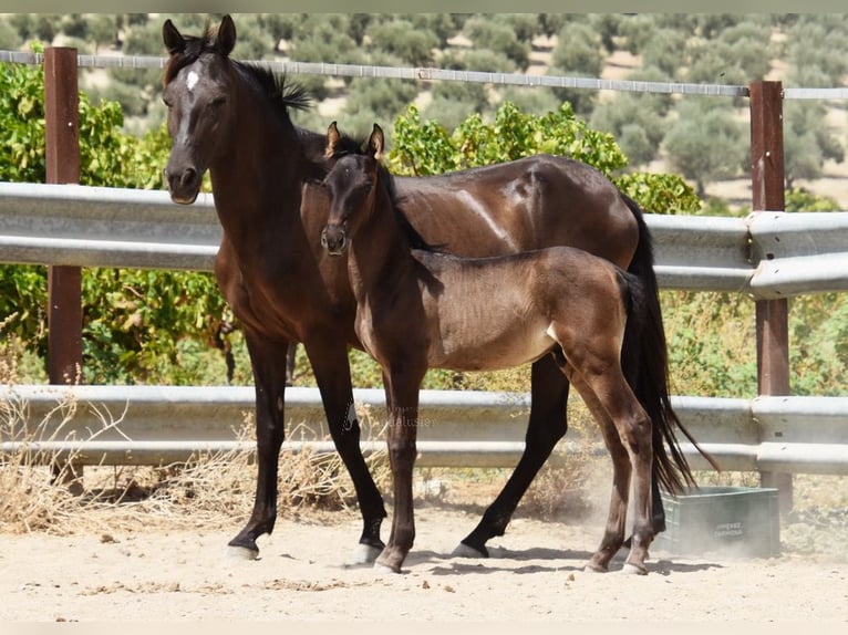 PRE Stallion Foal (06/2025) 16 hh Black in Provinz Cordoba