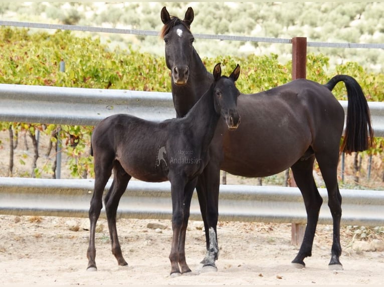 PRE Stallion Foal (06/2025) 16 hh Black in Provinz Cordoba