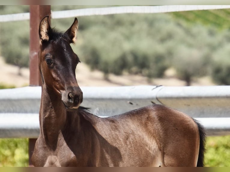 PRE Stallion Foal (06/2025) 16 hh Black in Provinz Cordoba