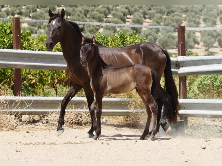 PRE Stallion Foal (06/2025) 16 hh Black in Provinz Cordoba