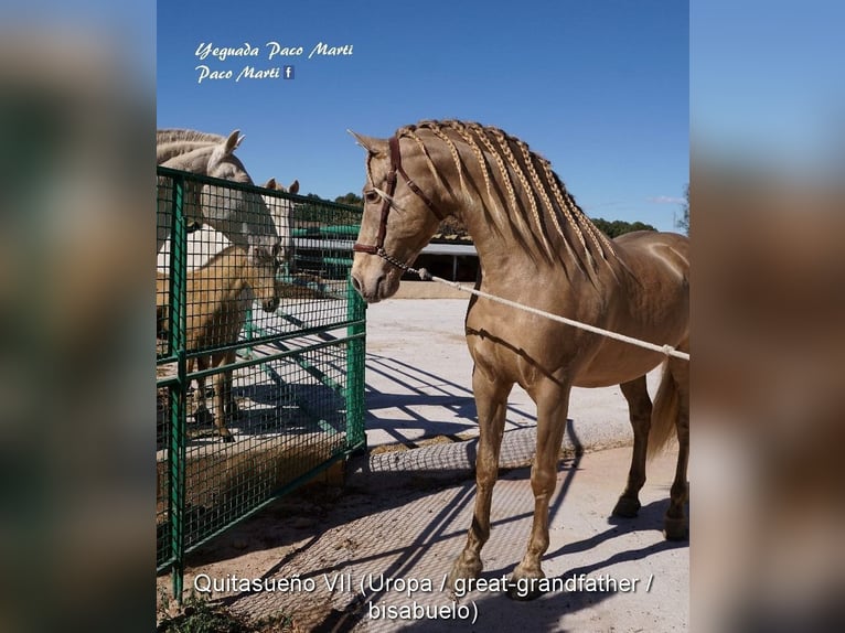 PRE Stallion  16 hh Black in Provinz Cordoba