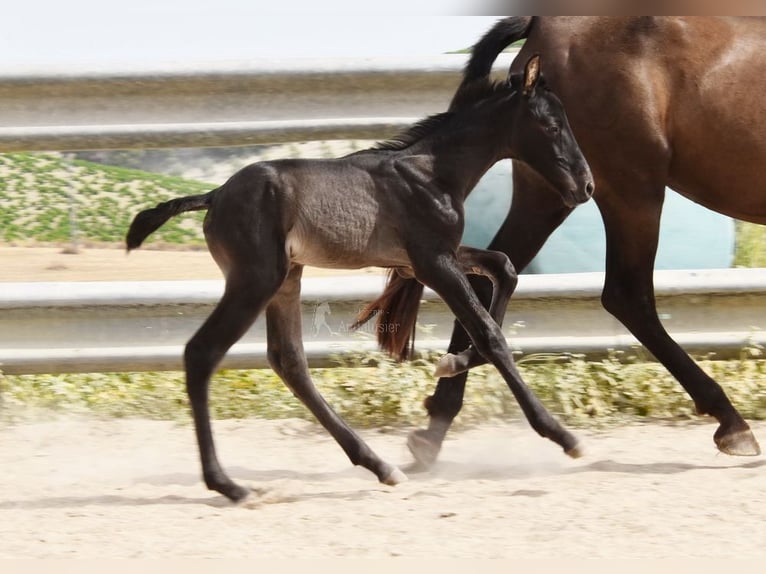 PRE Stallion  16 hh Black in Provinz Cordoba