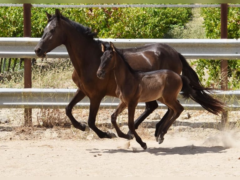 PRE Stallion Foal (06/2025) 16 hh Black in Provinz Cordoba