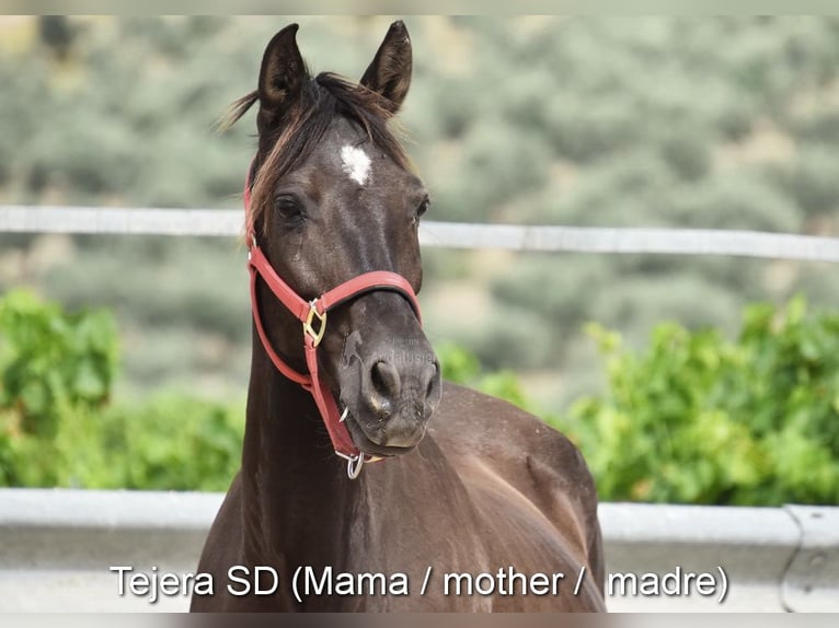 PRE Stallion  16 hh Black in Provinz Cordoba