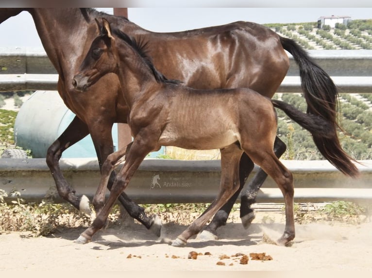 PRE Stallion Foal (06/2025) 16 hh Black in Provinz Cordoba