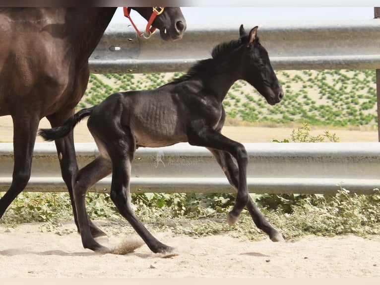 PRE Stallion  16 hh Black in Provinz Cordoba