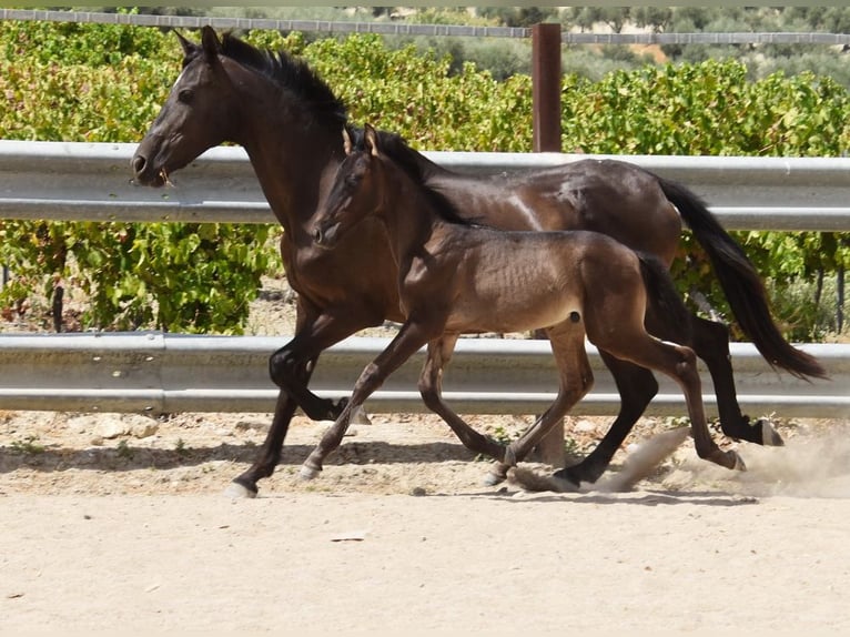 PRE Stallion Foal (06/2025) 16 hh Black in Provinz Cordoba