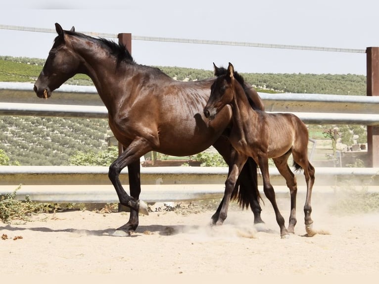 PRE Stallion Foal (06/2025) 16 hh Black in Provinz Cordoba
