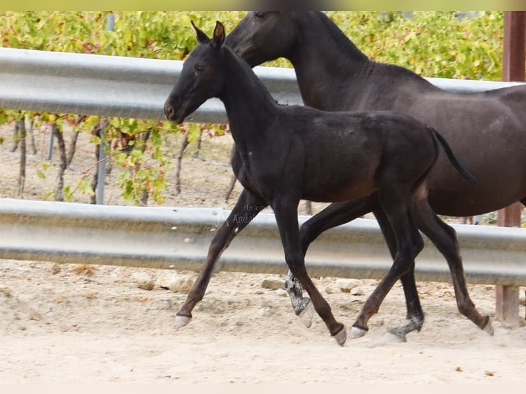 PRE Stallion Foal (06/2025) 16 hh Black in Provinz Cordoba