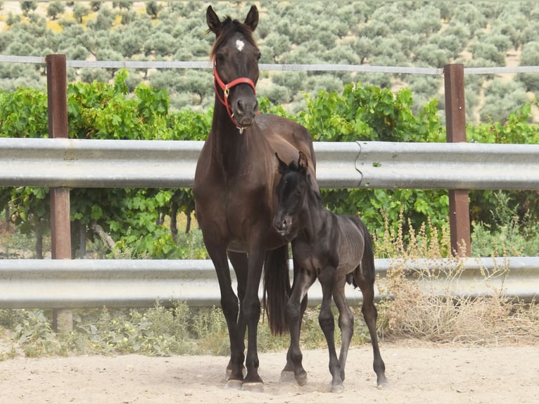 PRE Stallion  16 hh Black in Provinz Cordoba