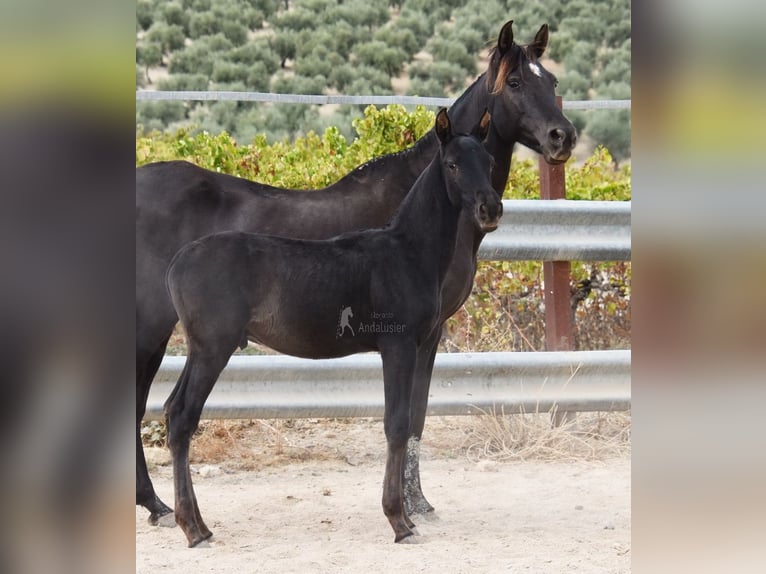 PRE Stallion Foal (06/2025) 16 hh Black in Provinz Cordoba