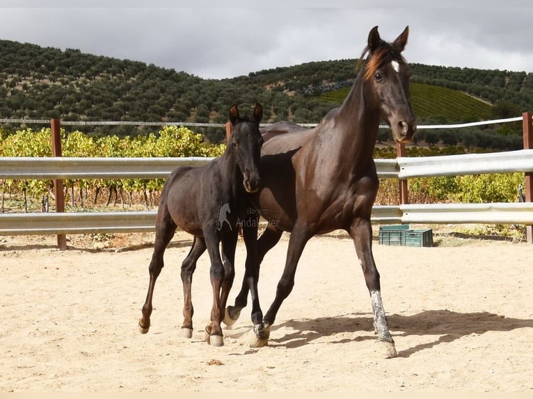 PRE Stallion Foal (06/2025) 16 hh Black in Provinz Cordoba