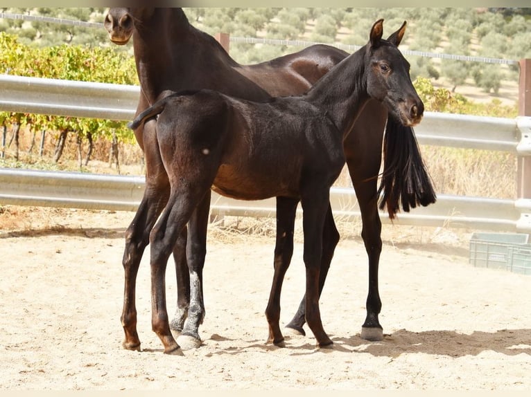 PRE Stallion Foal (06/2025) 16 hh Black in Provinz Cordoba
