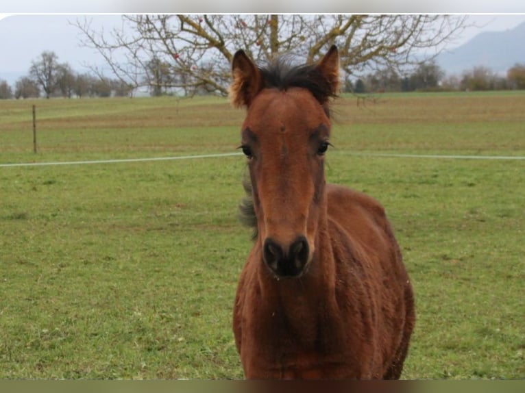 PRE Stallion Foal (05/2024) 16 hh Brown in Balingen