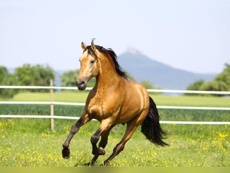 PRE Stallion Foal (05/2024) 16 hh Brown in Balingen