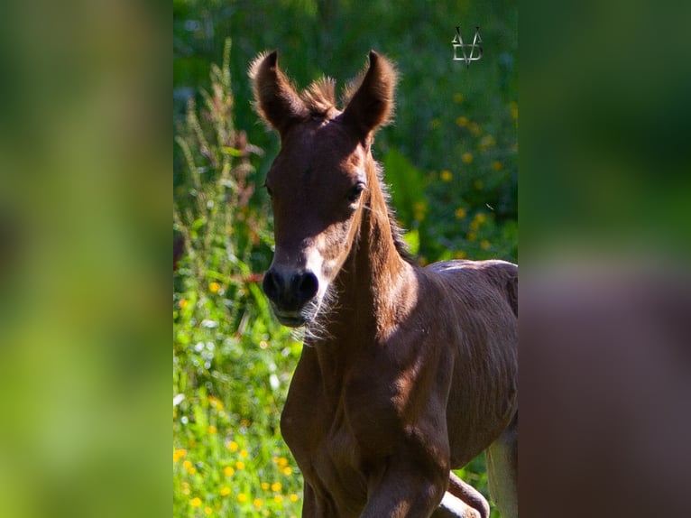 PRE Stallion Foal (05/2024) 16 hh Brown in La Vespière-Friardel