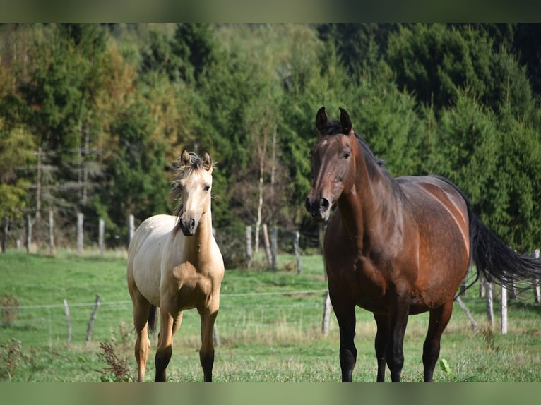 PRE Stallion Foal (03/2026) 16 hh Buckskin in Dochamps