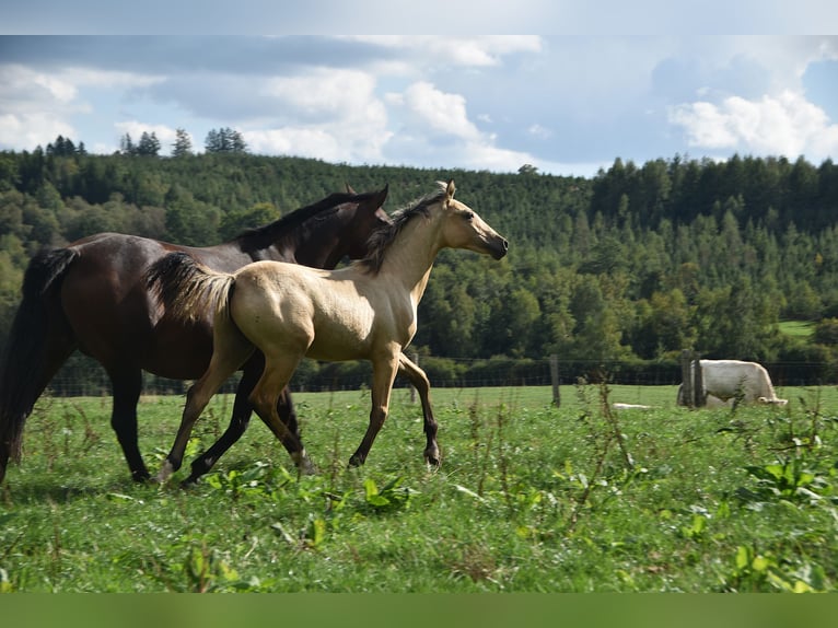 PRE Stallion Foal (03/2026) 16 hh Buckskin in Dochamps