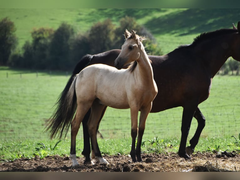PRE Stallion Foal (03/2026) 16 hh Buckskin in Dochamps