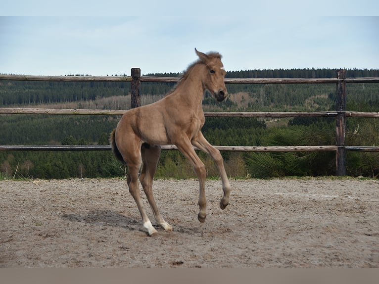 PRE Stallion Foal (03/2026) 16 hh  in Dochamps