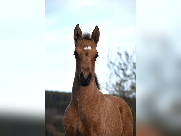PRE Stallion Foal (03/2026) 16 hh  in Dochamps