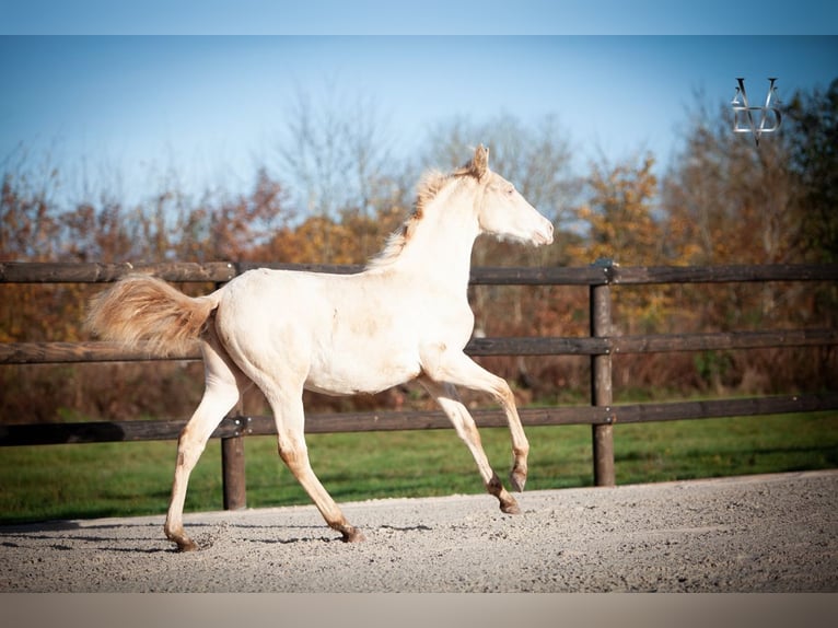 PRE Stallion Foal (03/2025) 16 hh Dun in La Vespi&#xE8;re-Friardel