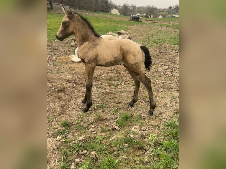 PRE Mix Stallion Foal (02/2026) 16 hh Dun in Bosmie l’Aiguille