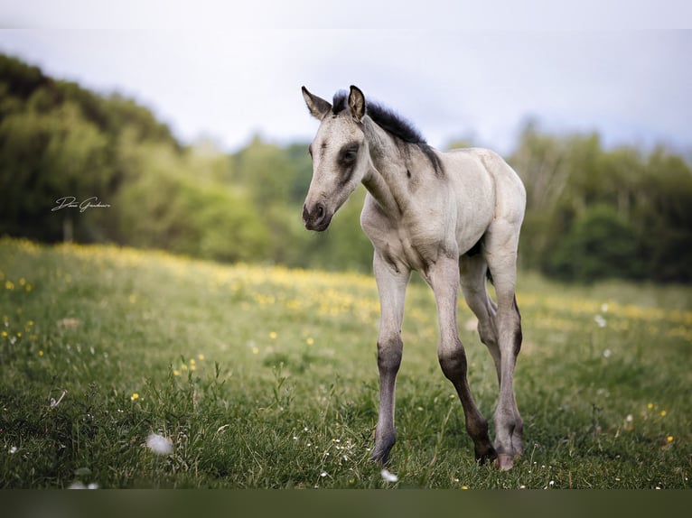 PRE Stallion Foal (05/2026) 16 hh Dun in Losheim am See