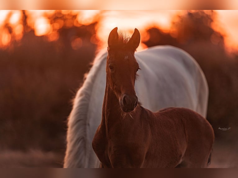 PRE Stallion  16 hh Gray in Serooskerke