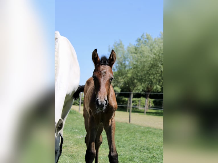 PRE Stallion  16 hh Gray in Serooskerke