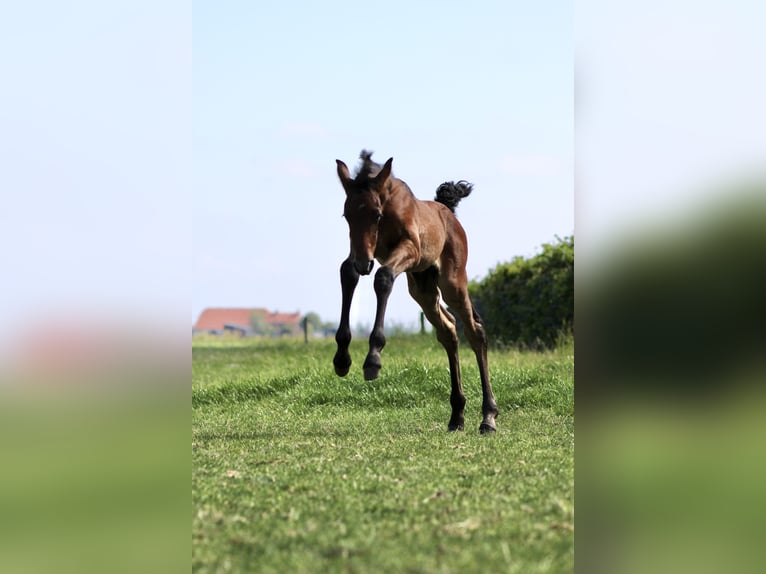 PRE Stallion  16 hh Gray in Serooskerke