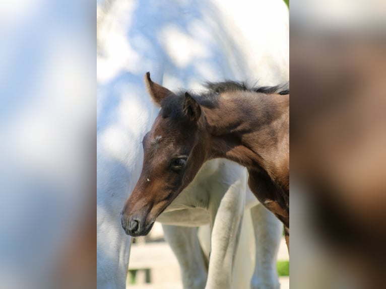 PRE Stallion  16 hh Gray in Serooskerke