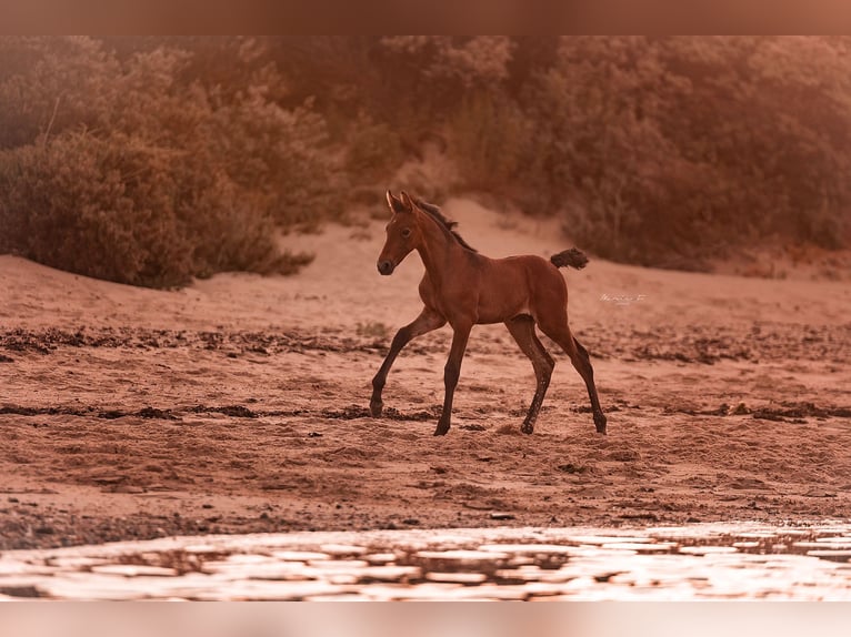 PRE Stallion  16 hh Gray in Serooskerke