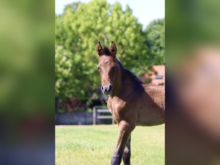 PRE Stallion  16 hh Gray in Serooskerke