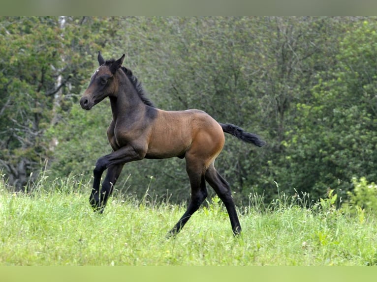 PRE Stallion Foal (05/2024) 16 hh Gray in Waldhölzbach