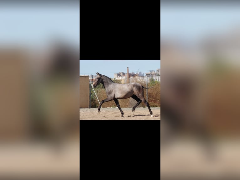 PRE Stallion Foal (10/2025) 16 hh Grey in Murcia
