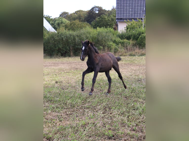 PRE Stallion Foal (05/2025) 16 hh Grey in Rerik OT Russow